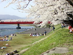 花　見