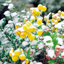 寒菊